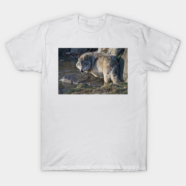 Grey Wolf T-Shirt by jaydee1400